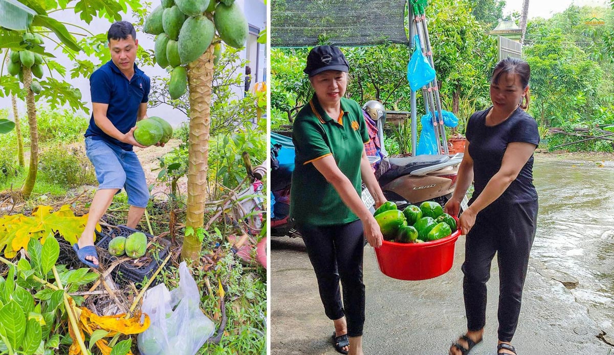 Cùng thu hoạch đu đủ nấu cơm cho đồng bào nào!