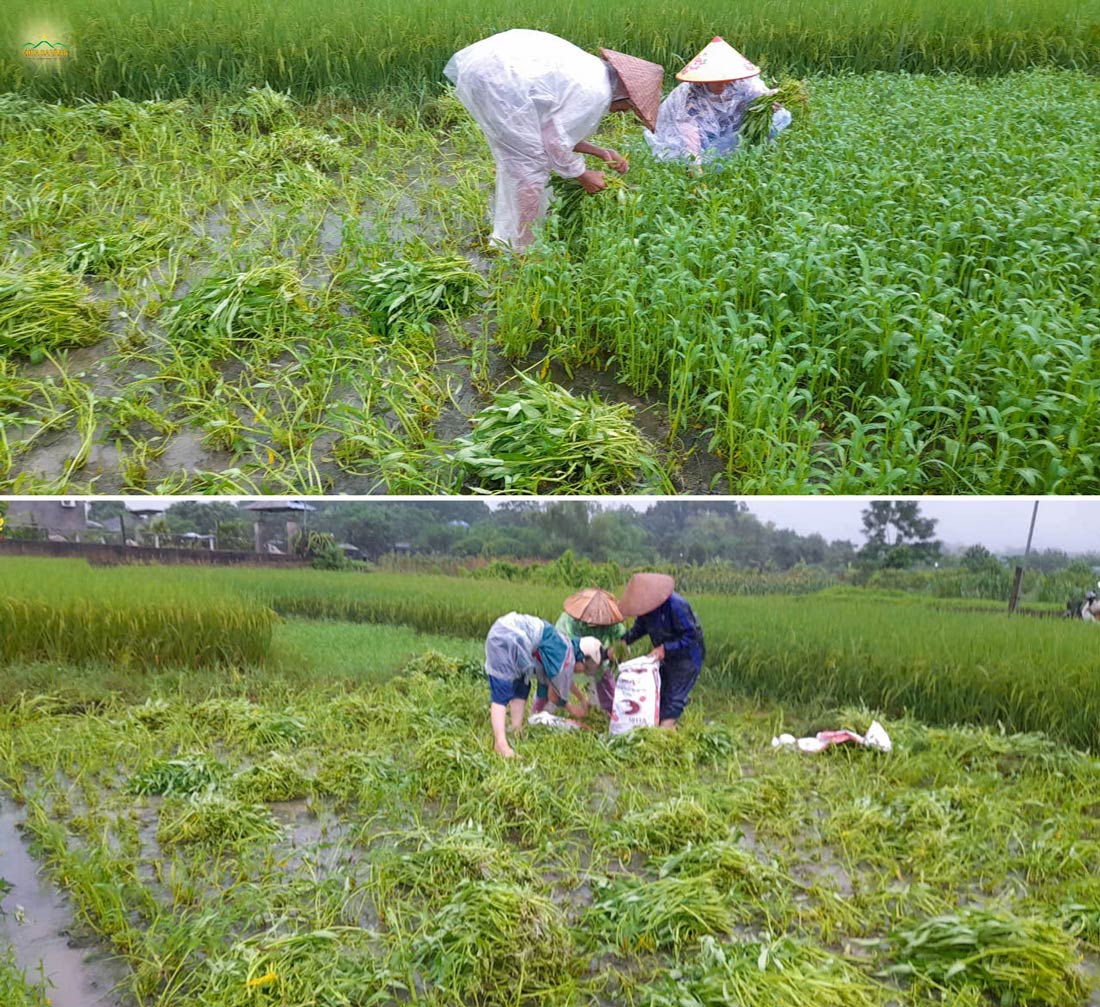 Các Phật tử thu hoạch rau muống trên thửa ruộng nhà mình để nấu cơm cho bà con