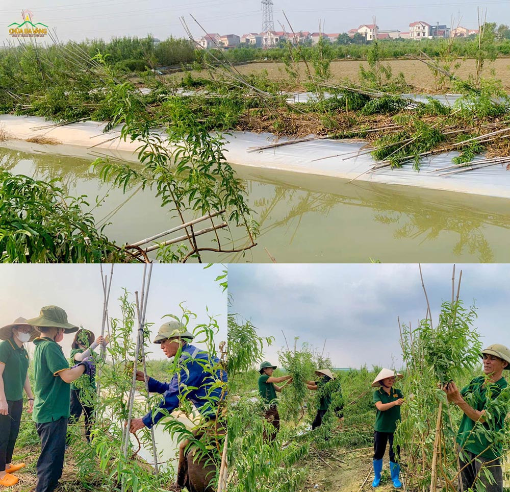 Vườn đào bị đổ rạp bởi bão, các Phật tử hỗ trợ gia đình đạo hữu nâng cây đào lên.