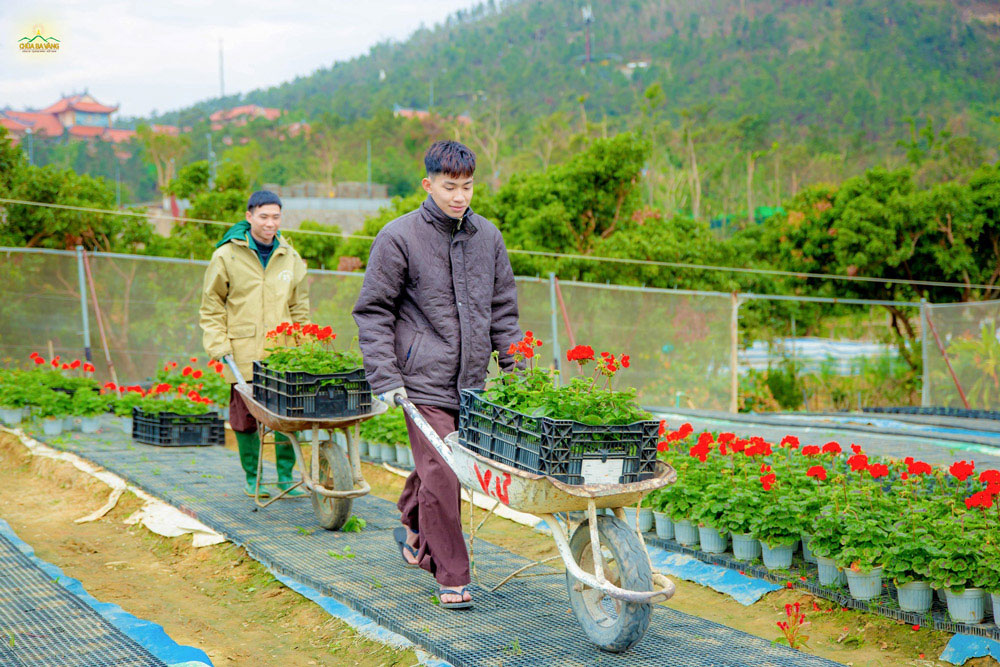 Cư sĩ Bùi Minh Chiến (phía sau) tích cực vận chuyển những chậu hoa trong vườn Bạch Ngọc