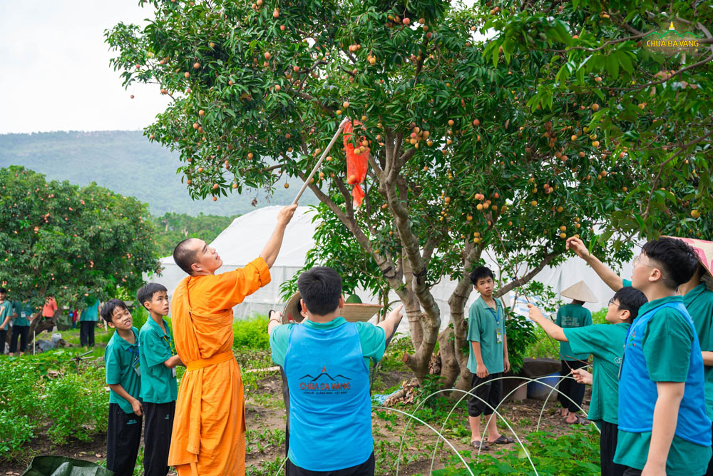 Các bạn khóa sinh được chư Tăng ân cần hướng dẫn cách hái vải trong khu vườn chùa thanh mát.