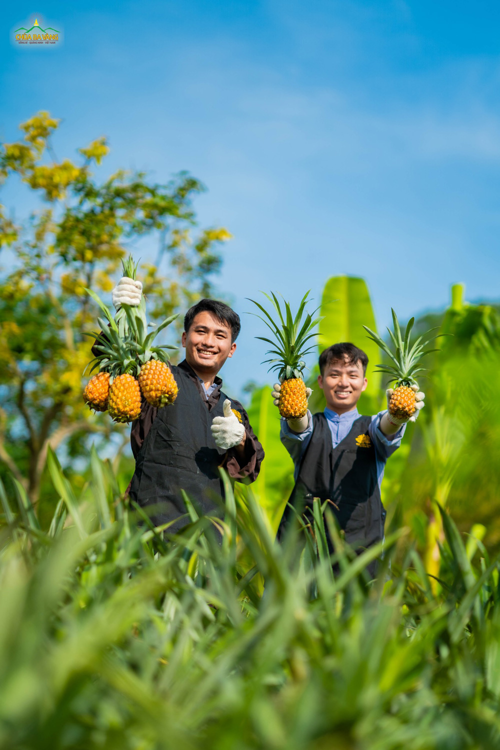Được tận tay hái từng trái ngọt gói trọn hương sắc của đất trời và sự chăm sóc tỉ mỉ của các Phật tử cư sĩ, thật vui, thật đặc biệt!