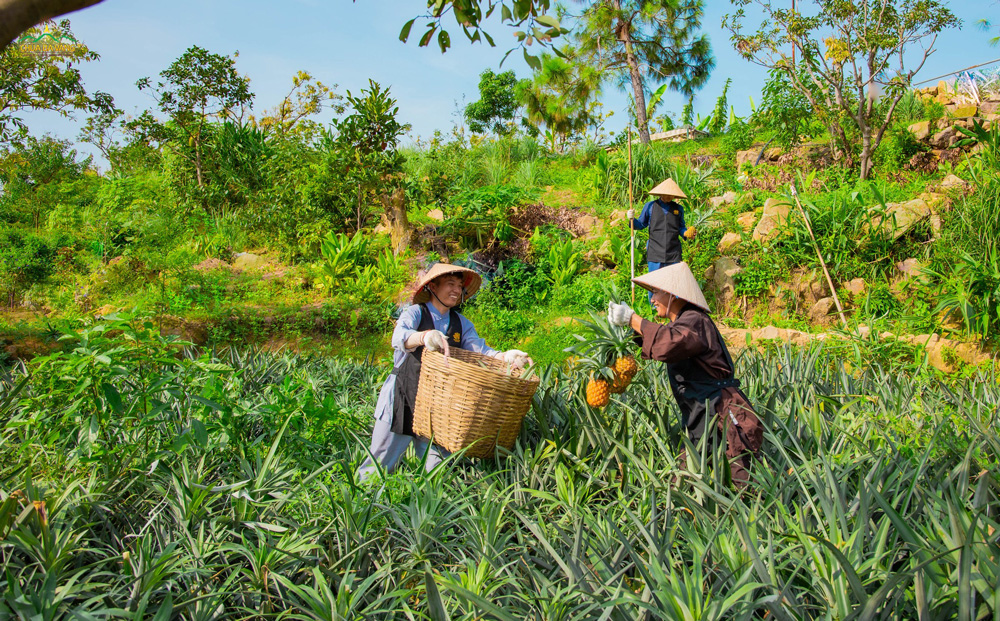 Nắng lên rồi! Cùng đi hái dứa với chúng mình nhé!