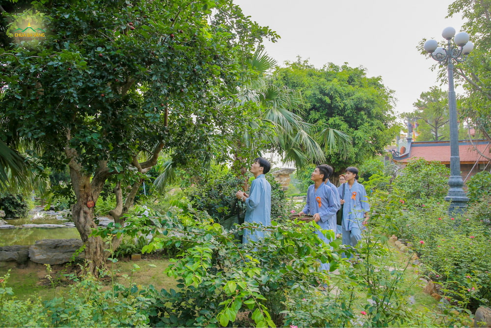 Cây bồ quân sai trĩu quả trong khu vườn Thiền