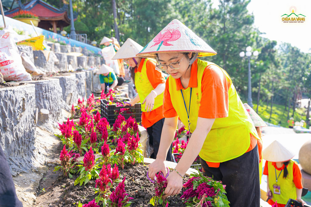 Bạn trẻ cẩn thận cắt, thu dọn lứa hoa cũ