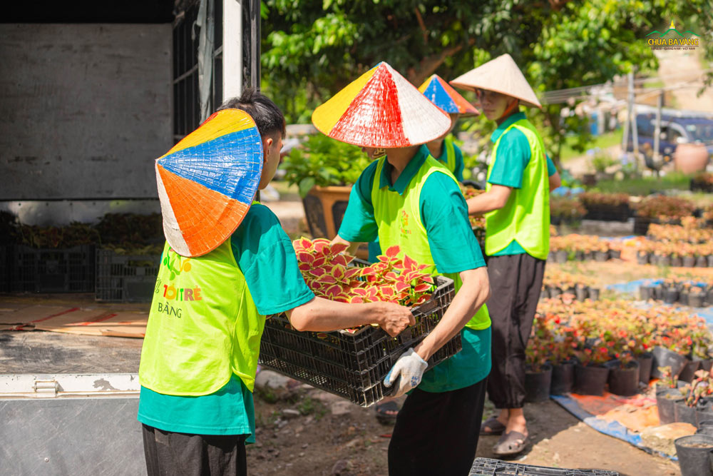 Mỗi bạn một tay, phối hợp nhịp nhàng để di chuyển bầu cây mới đến địa điểm trồng
