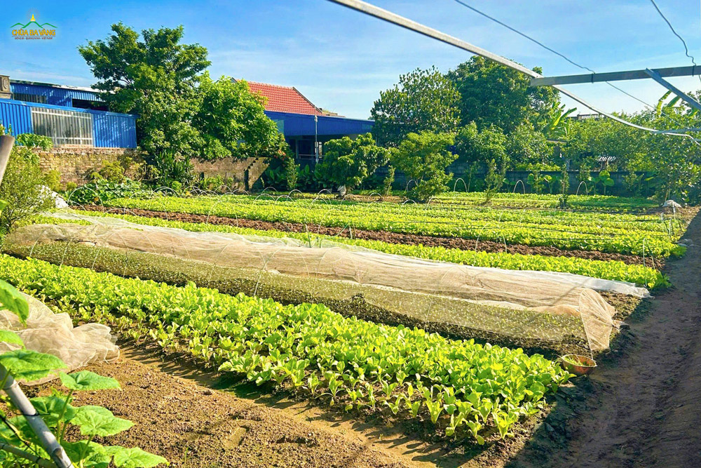 Mảnh vườn rau nhỏ xinh. Được chăm sóc tận tình. Rau vươn mình thức dậy. Đón nắng sớm lung linh