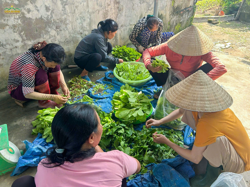 Các Phật tử tỉ mỉ nhặt rau sau khi thu hoạch