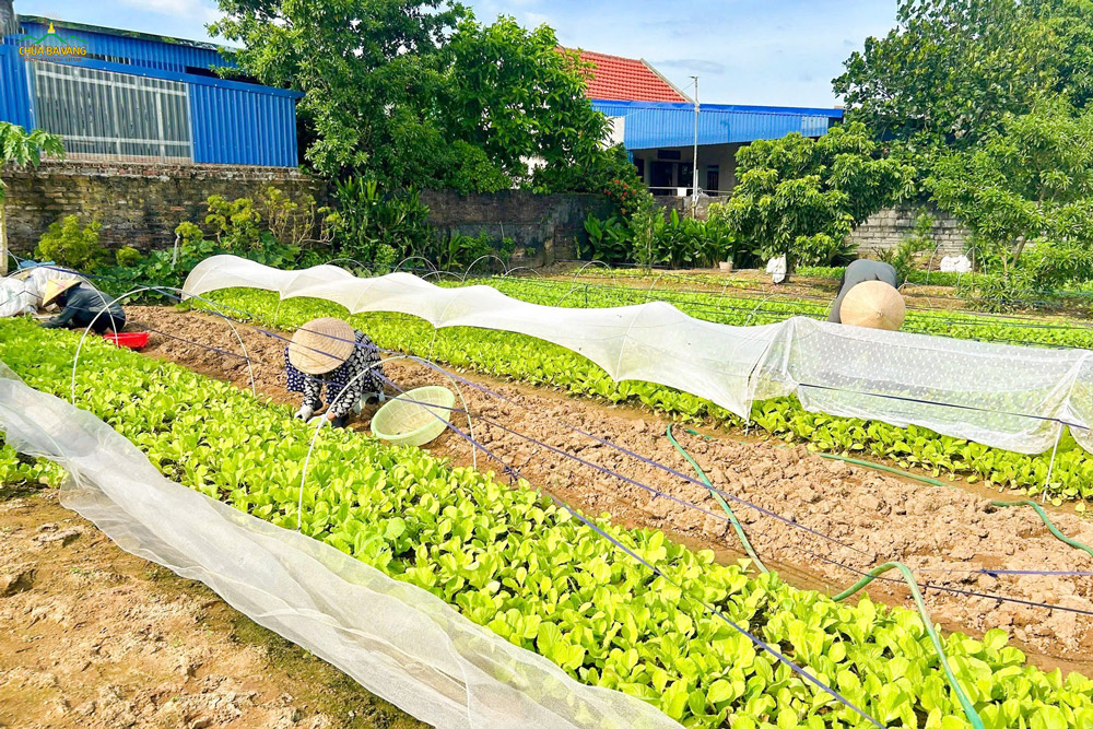 Đáng quý biết bao là những người Phật tử đã thu xếp thời gian trong ngày để chăm nom cho mảnh vườn nhỏ