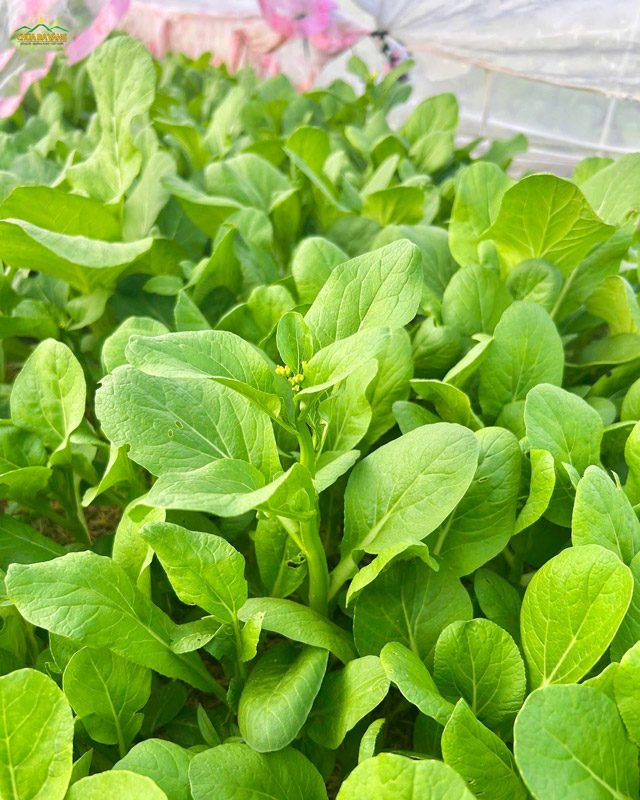 Rau xanh đã đến lúc thu hoạch rồi này