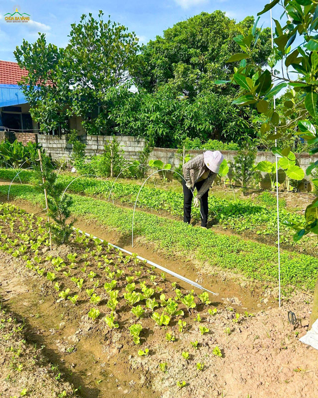 Phật tử cẩn thận đóng khung để giăng lưới che nắng, chắn mưa rào cho những luống rau xanh