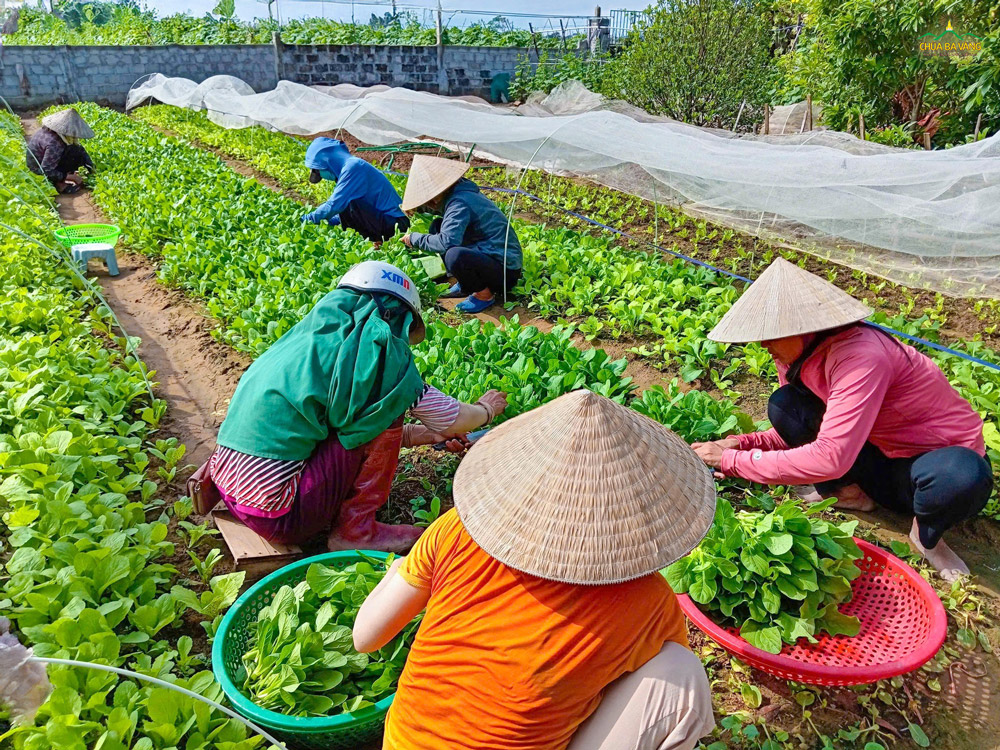 Các Phật tử nhiệt tình thu hoạch rau xanh, dường như cái nắng cũng đang tô điểm thêm cho nét đẹp hăng say lao động ấy