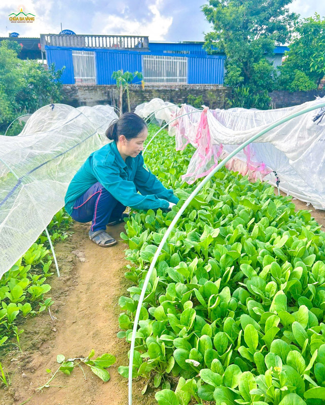 Phật tử kỹ lưỡng kiểm tra chất lượng cây trồng trên từng luống rau