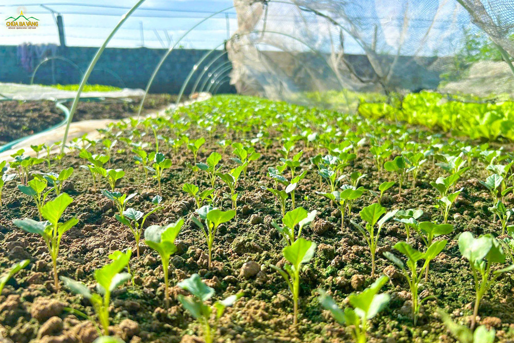 Những mầm sống xanh dần vươn lên khỏi mặt đất, thỏa thích tắm nắng ngày mới