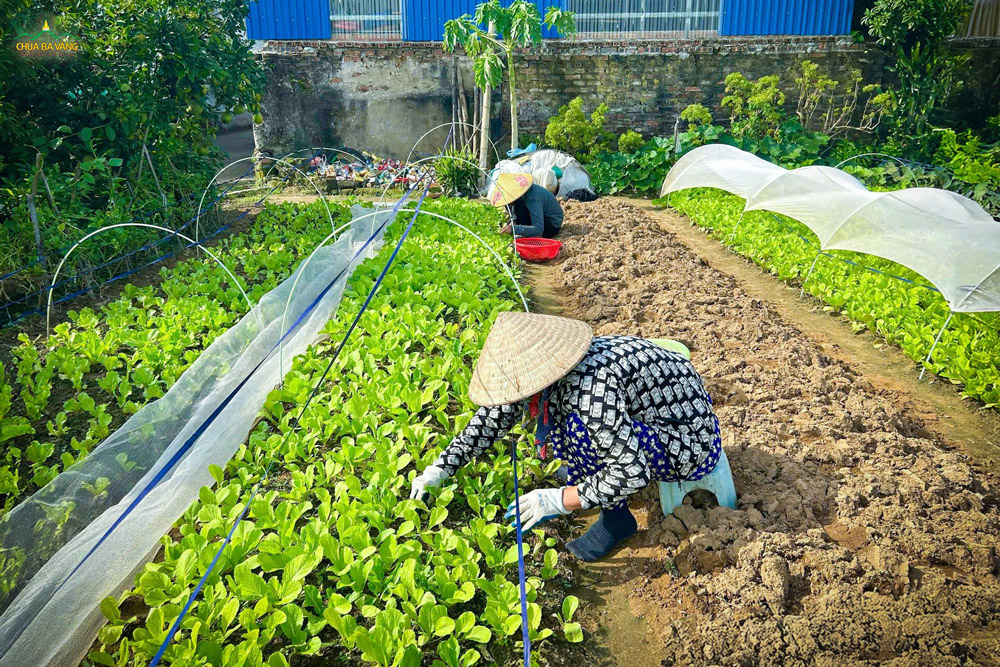 Những luống rau như đang tận hưởng sự chăm sóc đặc biệt vậy!