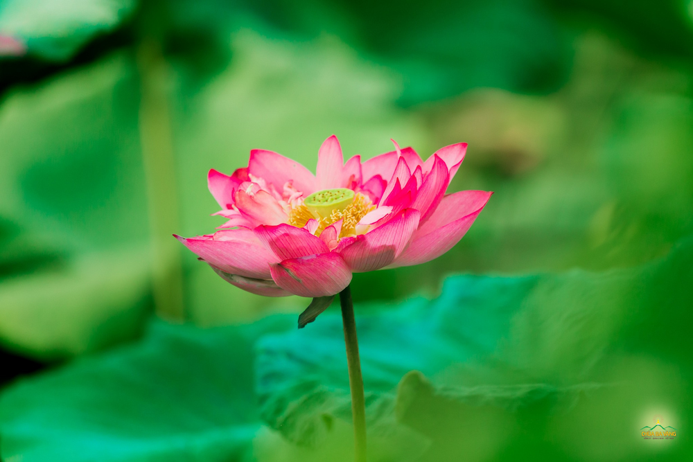 “Sức mạnh” giới hạnh được xem là một trong những yếu tố quan trọng làm nên giá trị của người phụ nữ (ảnh minh họa)