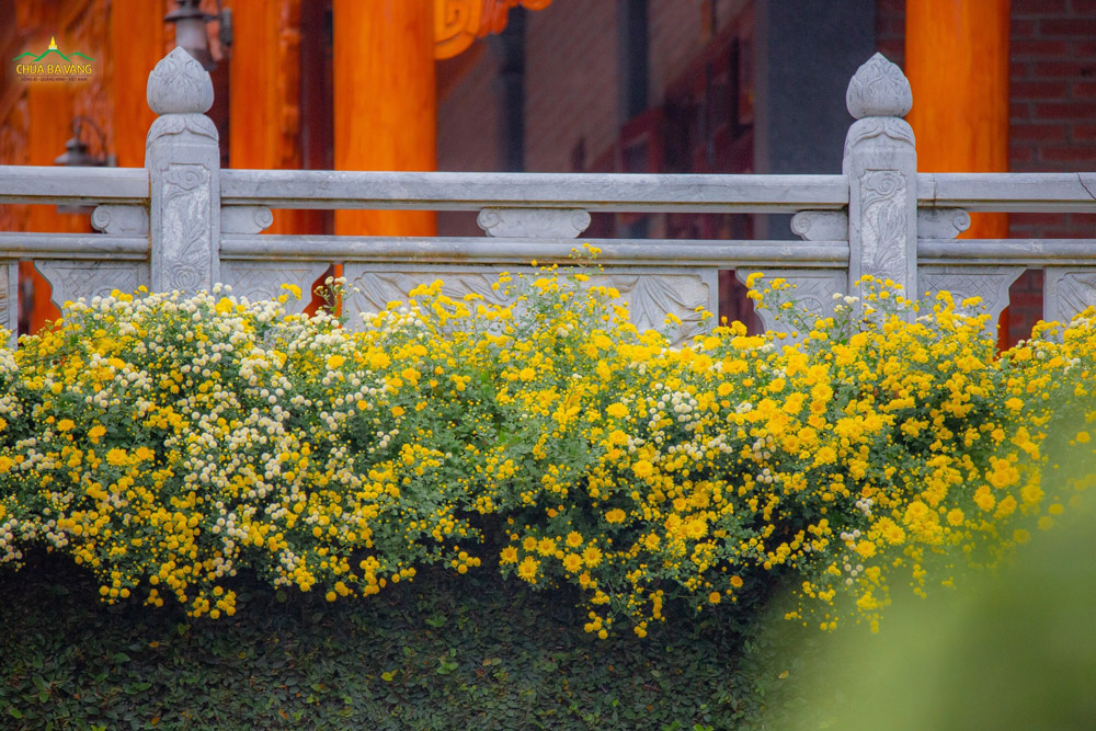   Mái già lam như được khoác lên mình một chiếc áo vàng của thiên nhiên  