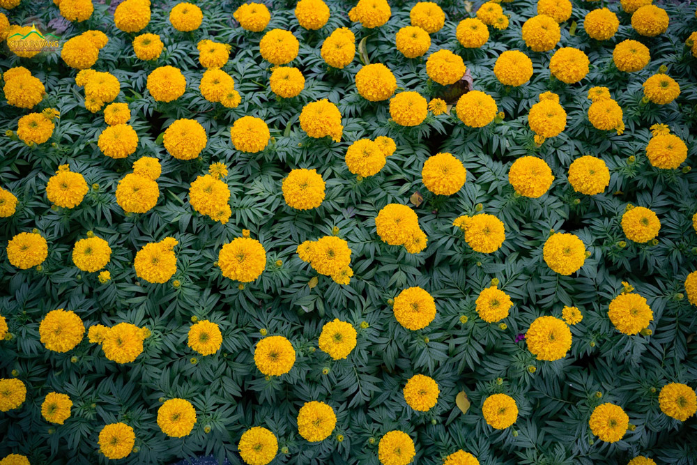   Hoa đẹp bởi cánh biết nương vào cánh, người an vui khi tâm biết hòa cùng tâm  