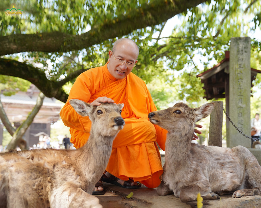 Phải biết thực hành rải tâm từ đến chúng sinh muôn loài