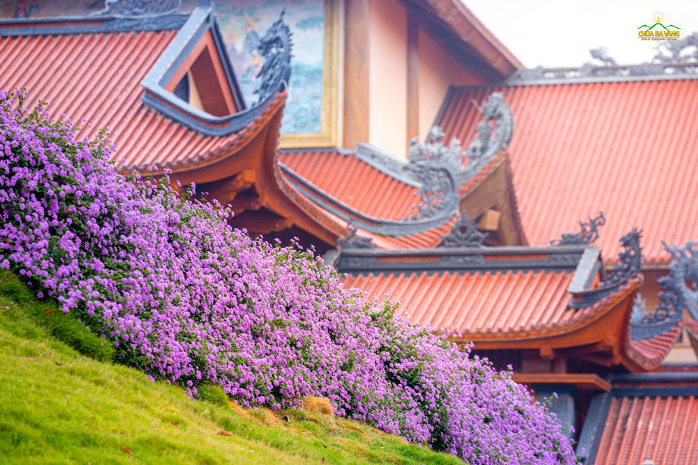 Sắc hoa nở rộ một góc chùa