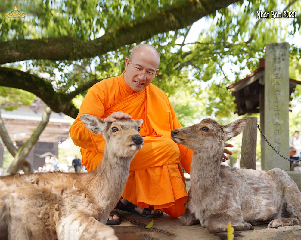 Thương yêu, trải tâm từ bi đến với muôn loài 