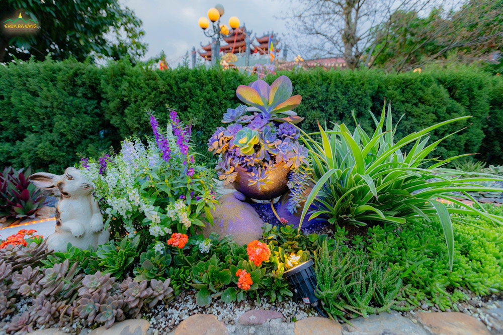   Sen đá nhỏ xinh, tô điểm cho không gian chốn thiền tự trở nên gần gũi, hài hòa, có sức sống hơn  