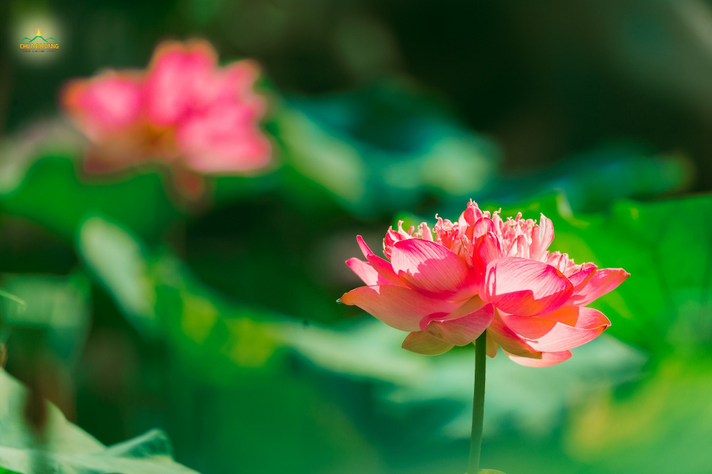 Đóa sen sau khi đã vươn lên khỏi mặt nước nở hoa thì không bao giờ chìm lại trong nước