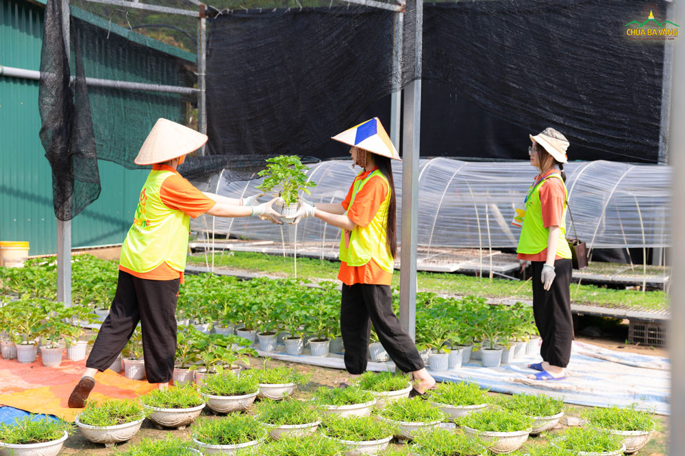Mỗi bạn một tay, phối hợp nhịp nhàng để di chuyển bầu cây đến địa điểm tập kết