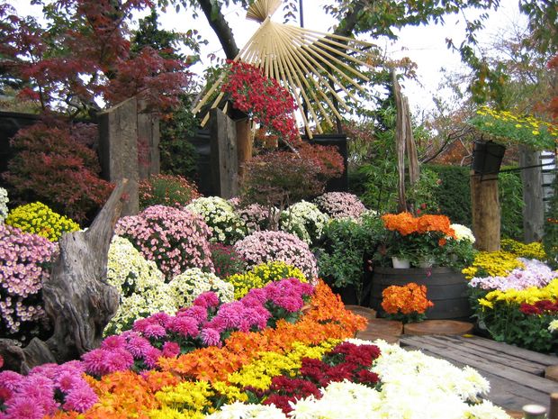 Những bông hoa cúc nhiều màu sắc góp phần vào lễ hội hoa cúc chùa Ba Vàng.