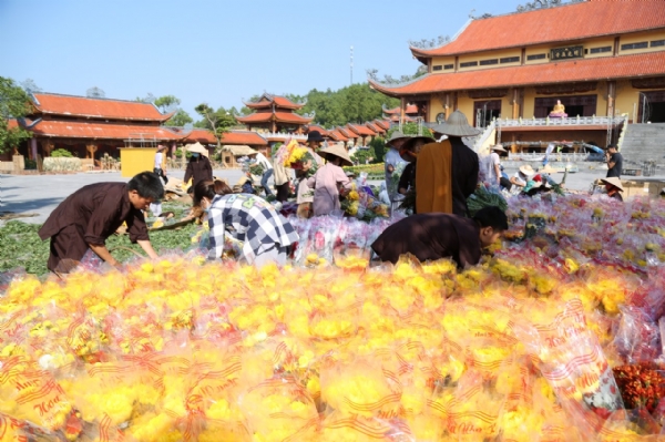 Những bông hoa cúc rực rỡ trên sân chánh điện chùa Ba Vàng.