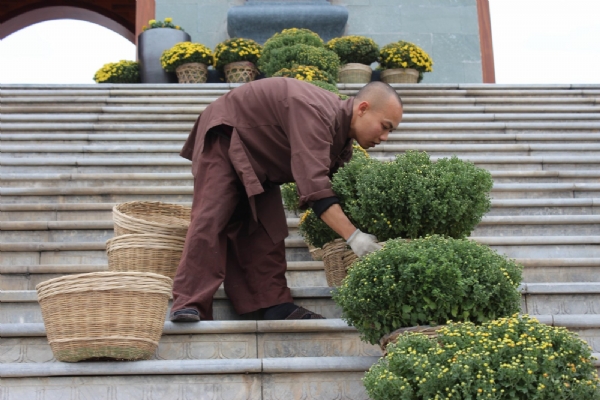 Những khóm hoa cúc đã được chuyển về chùa Ba Vàng đón mừng Tết cổ truyền năm Ất Mùi.