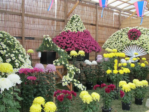 Những loài hoa cúc sẽ tô điểm cho lễ hội hoa cúc chùa Ba Vàng.