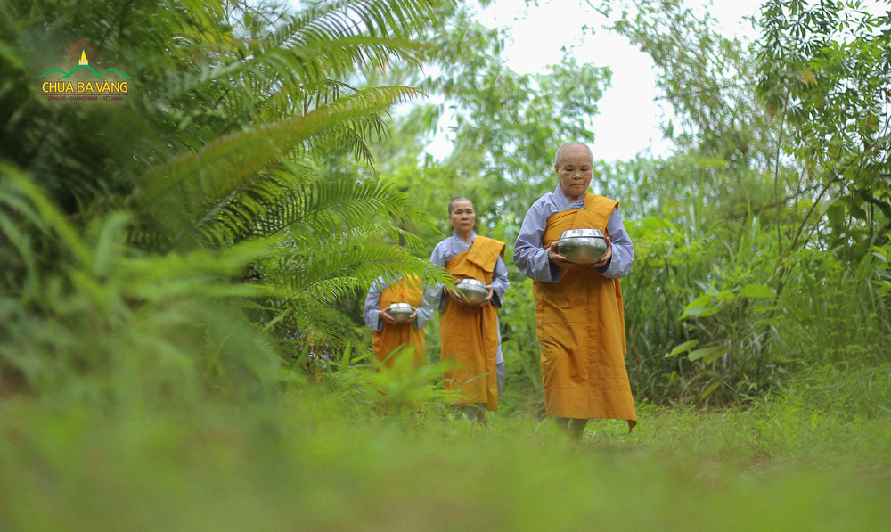 Chư Ni chùa Ba Vàng thực hành pháp viễn ly các dục - Làm bạn với rừng