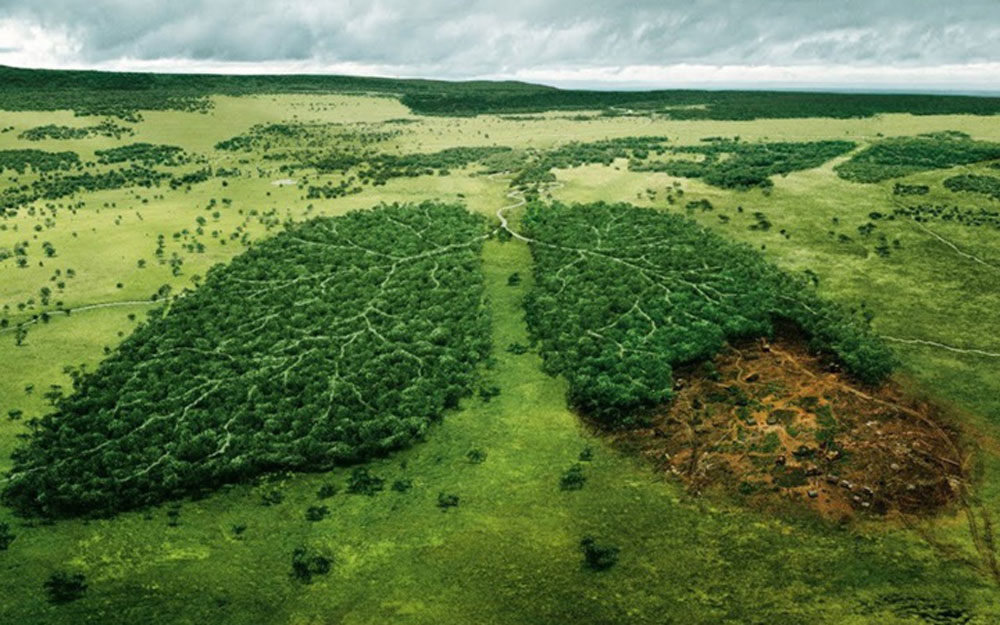 Rừng Amazon lá phổi xanh của thế giới