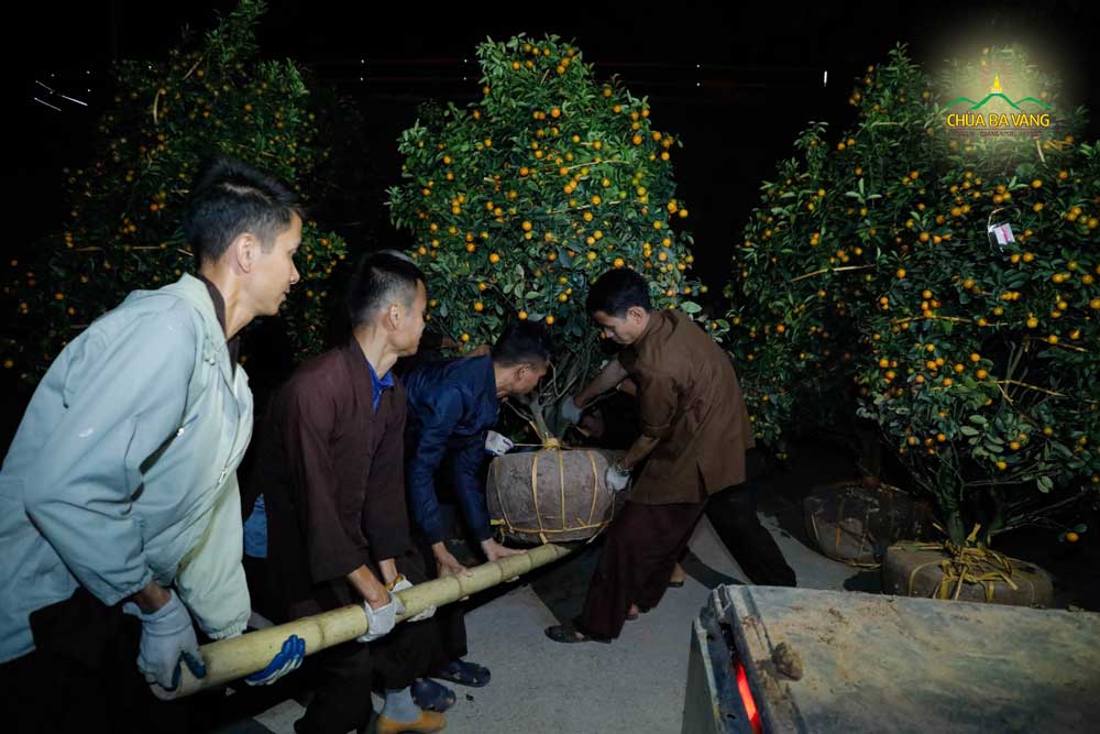 Phật tử vận chuyển cây quất trong đêm 