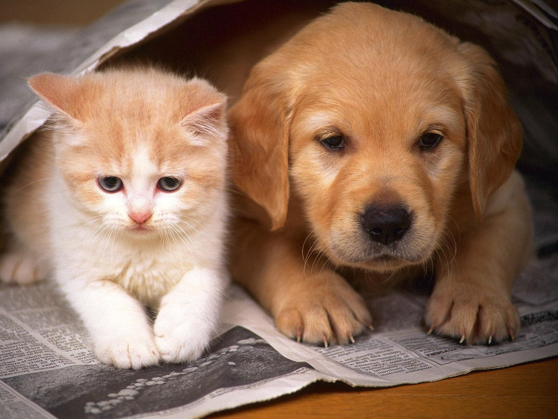 Quan niệm: “Mèo đến nhà thì khó, chó đến nhà thì sang” nguyên nhân do đâu?