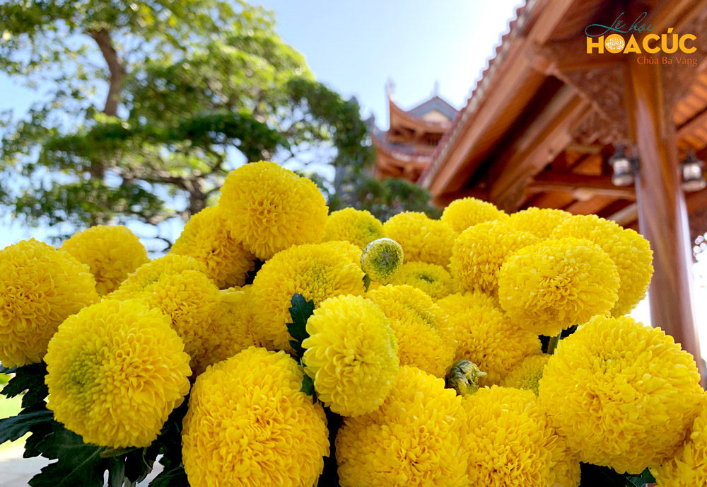 Hoa cúc pingpong vàng