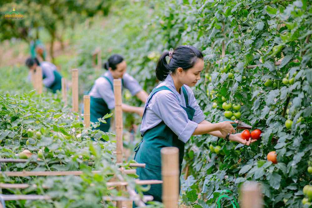 Những quả cà chua chín đỏ được các cư sĩ thu hoạch tại vườn Bạch Ngọc chùa Ba Vàng