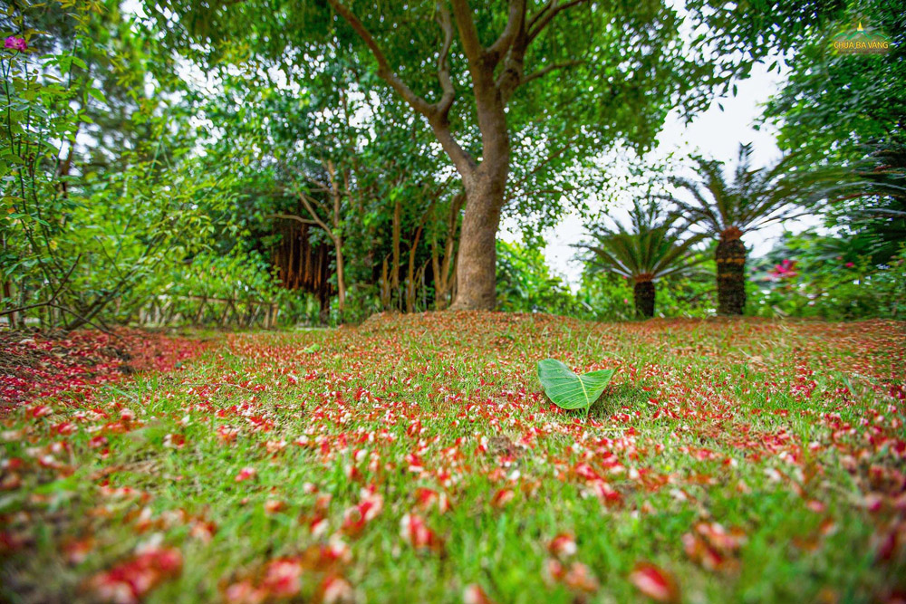 Rất nhiều cây xanh được trồng trong khuôn viên chùa Ba Vàng