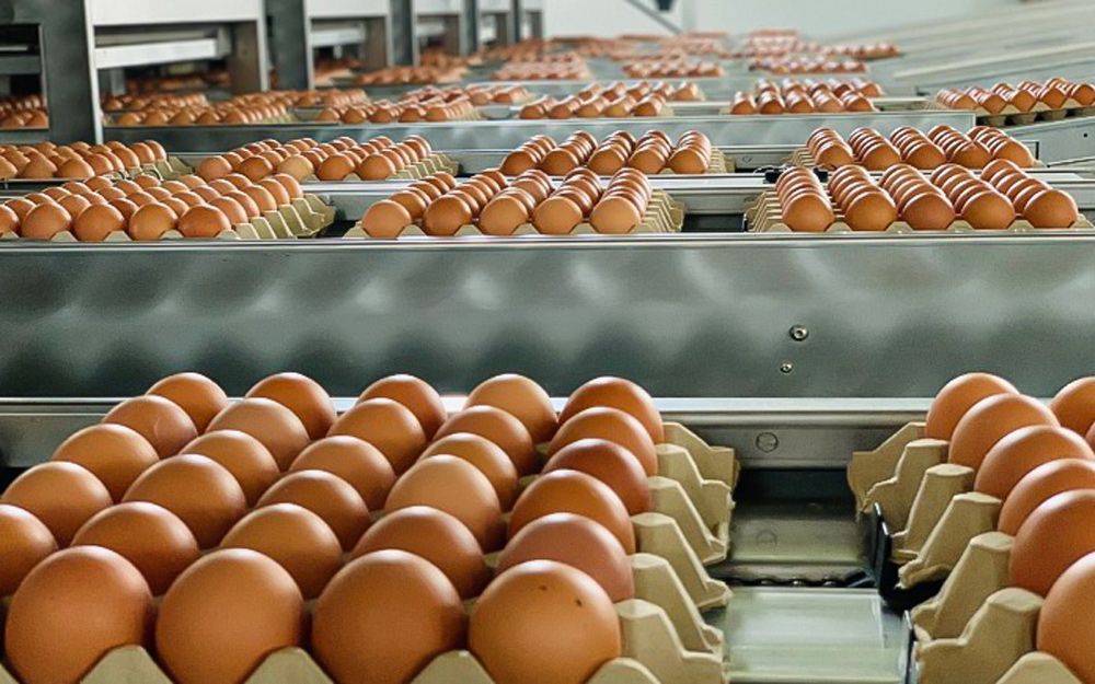 Trứng công nghiệp được phép ăn vì không có mầm sống (nguồn Internet)  