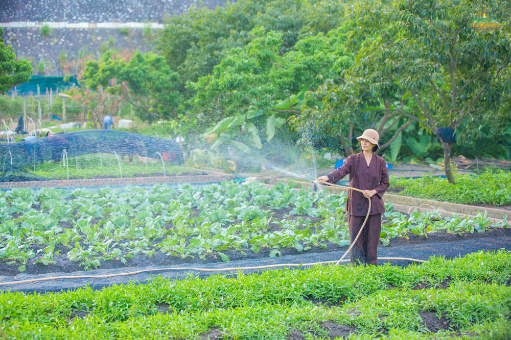 Những luống rau được tưới mát rồi!
