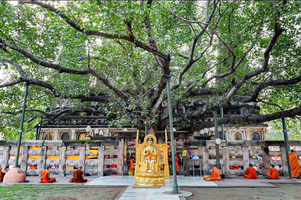 Cội cây Bồ đề đánh dấu nơi Đức Phật thành đạo, nay vẫn còn được bảo tồn, thờ phụng tại Bồ Đề Đạo Tràng