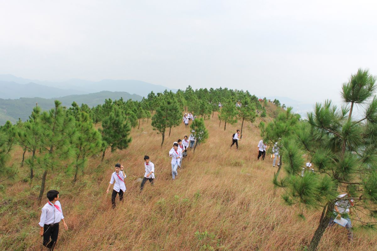 Rừng thông trên núi (ảnh minh họa năm 2014)