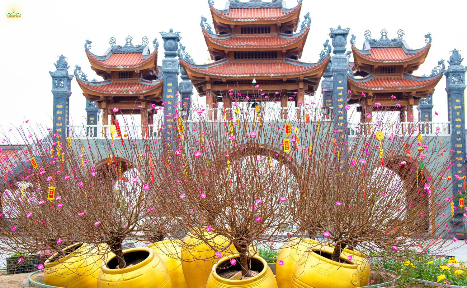 Những cây đào khoe sắc thắm chào xuân Nhâm Dần tại sân chính điện chùa Ba Vàng (ảnh năm 2022)  