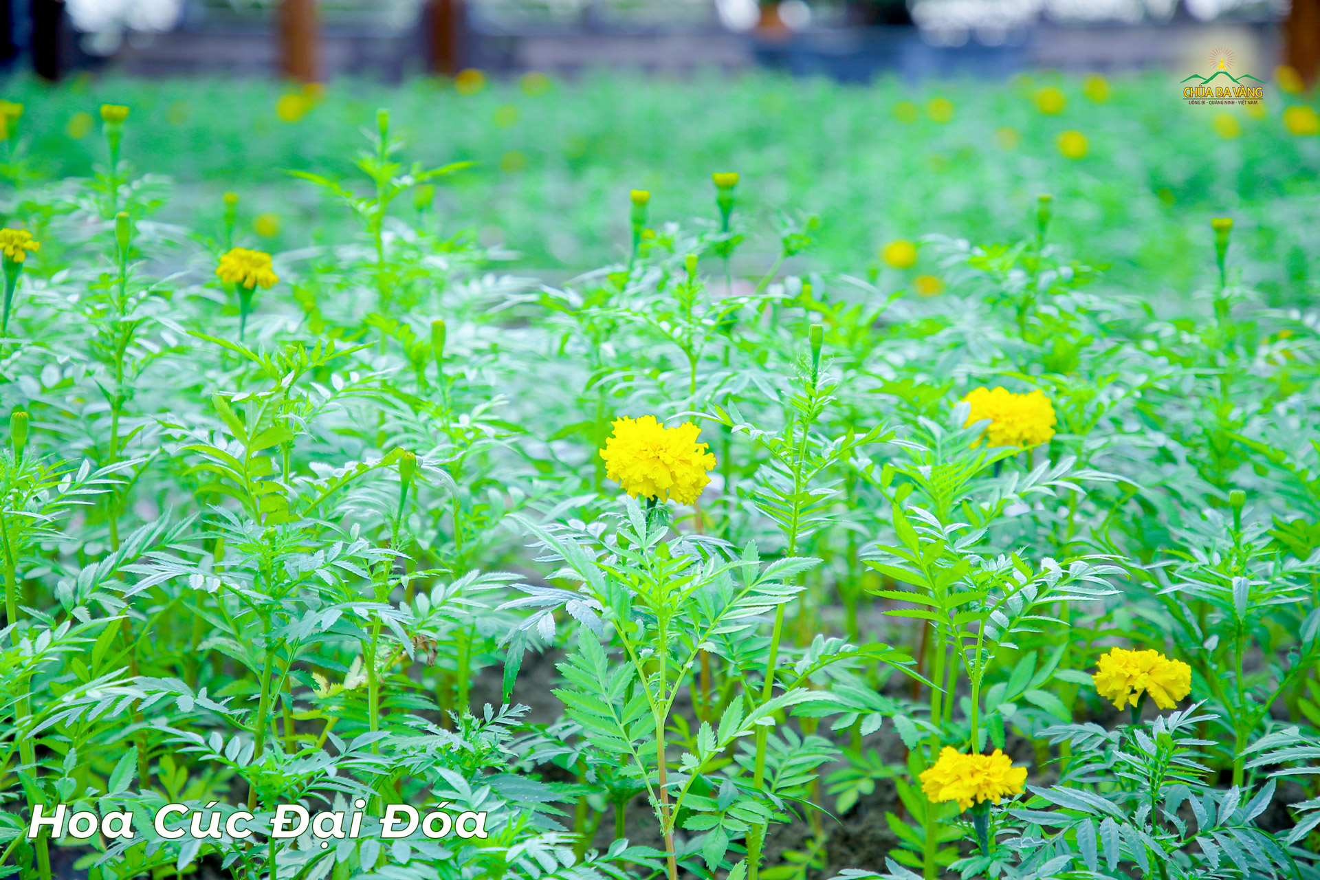 Những bông cúc đại đóa vàng tươi nổi bật trên nền xanh mướt của cây cỏ