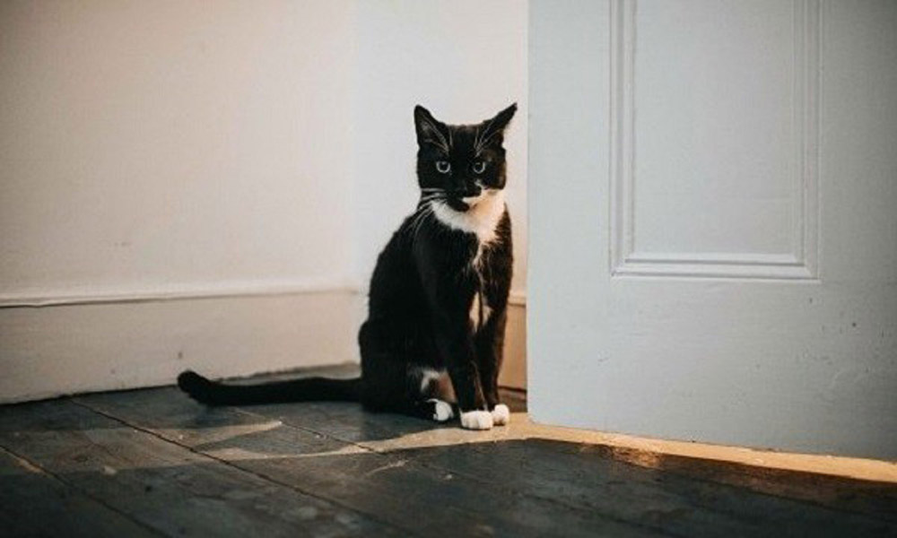 Dân gian quan niệm mèo lạ vào nhà thường mang đến điều xui xẻo, khó khăn (ảnh minh họa nguồn internet)  