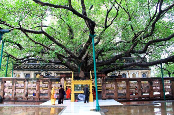 Cây Bồ đề - nơi Đức Phật thành đạo đã trở thành Thánh tích lịch sử thiêng liêng (ảnh tại Bồ Đề đạo tràng - Ấn Độ)