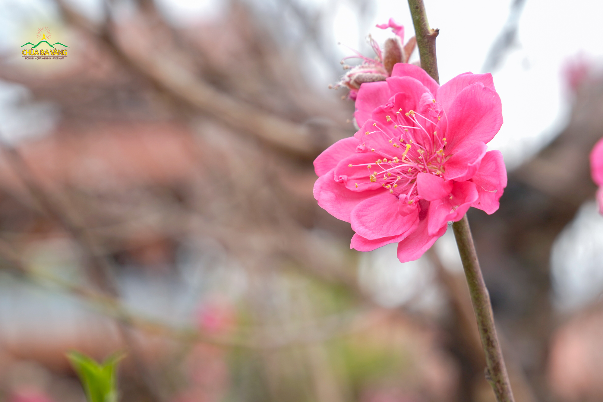 Hoa đào hoa mai là nguồn cảm hứng sáng tác của rất nhiều thi văn, nghệ sĩ