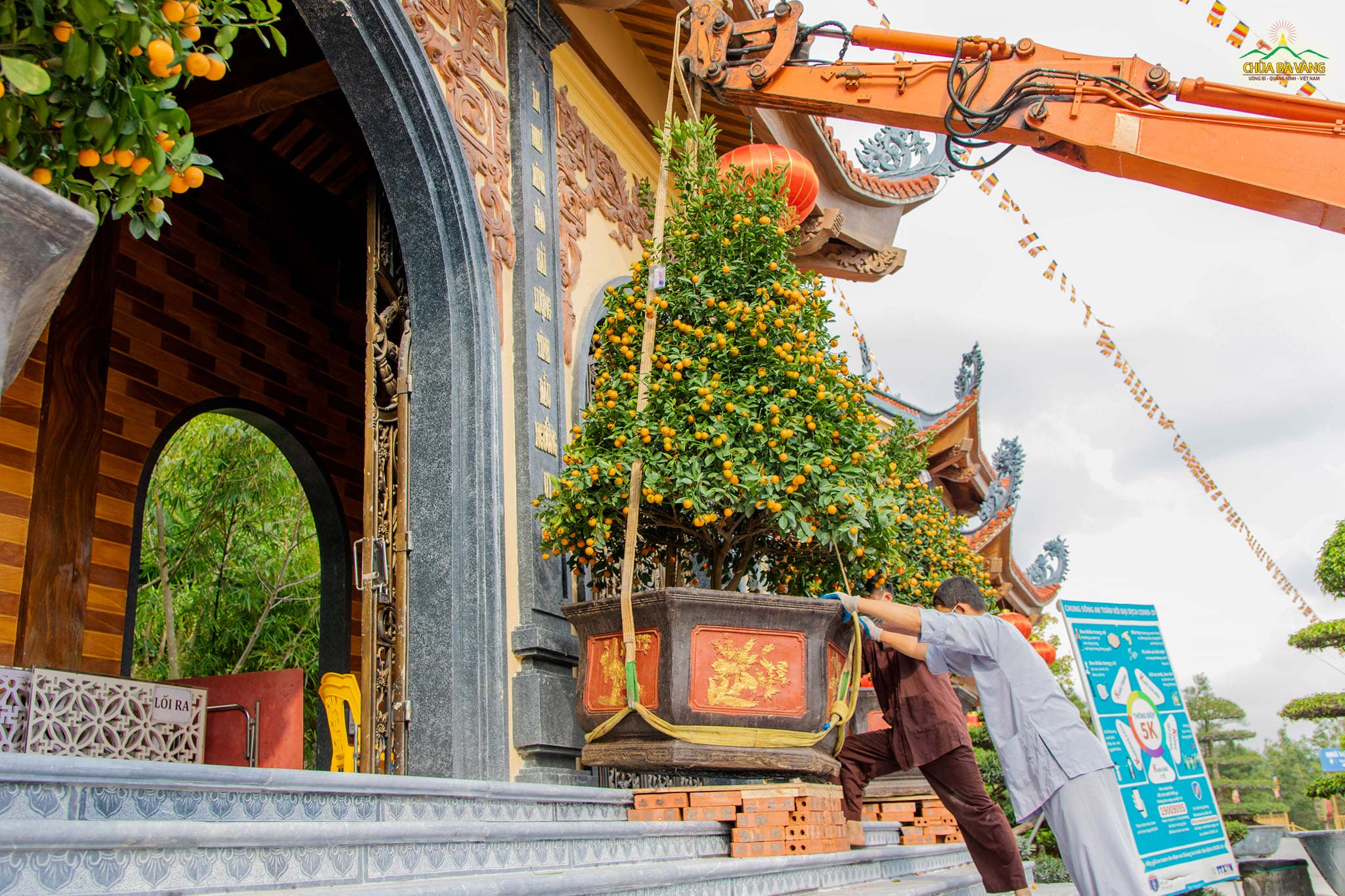 Phật tử chùa Ba Vàng đang đặt một cây quất trước cổng Tam Quan trung