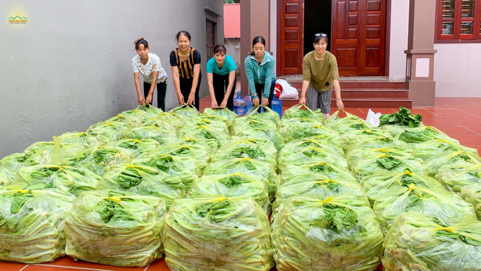 Số lượng lớn rau cải xanh được các Phật tử chuẩn bị để làm dưa muối